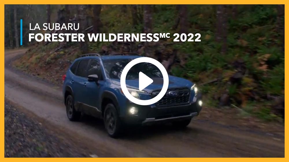 See more, explore more, experience more in the Forester Wilderness